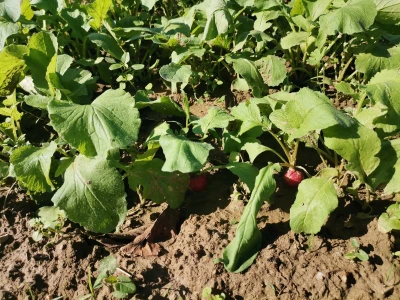 Proizvodnju počeo bez podrške, danas ne stiže zadovoljiti potražnju
