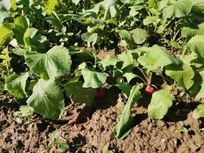 Proizvodnju počeo bez podrške, danas ne stiže zadovoljiti potražnju