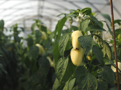 Proizvodnju počeo bez podrške, danas ne stiže zadovoljiti potražnju