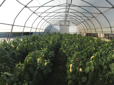 Proizvodnju počeo bez podrške, danas ne stiže zadovoljiti potražnju