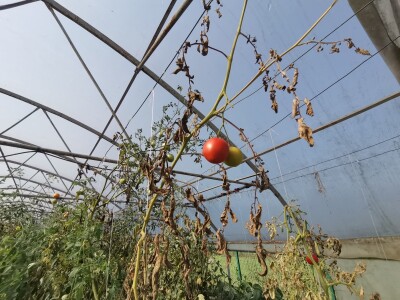 Proizvodnju počeo bez podrške, danas ne stiže zadovoljiti potražnju