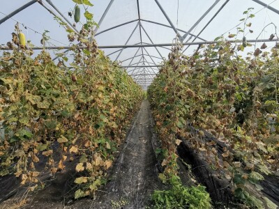 Proizvodnju počeo bez podrške, danas ne stiže zadovoljiti potražnju