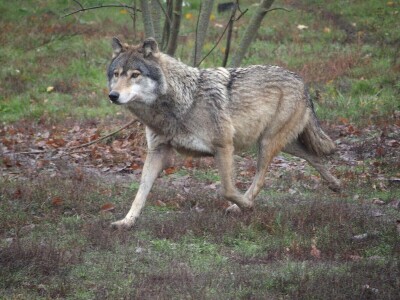 Projekt Carnivora Dinarica