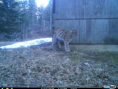 Projekt Carnivora Dinarica