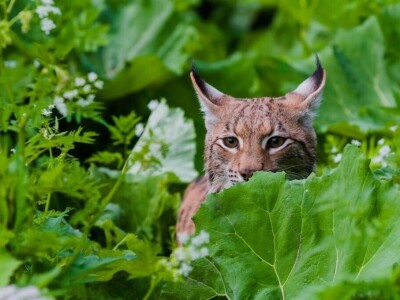 Projekt Carnivora Dinarica