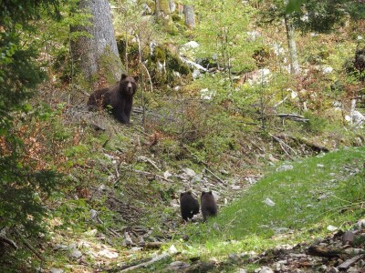 Projekt Carnivora Dinarica