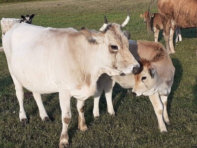 Projekt krš - oznake kvalitete