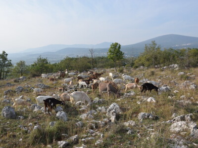 Projekt "Mosaic of LIFE"