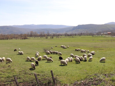 Projekt "Mosaic of LIFE"