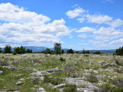 Projekt "Mosaic of LIFE"