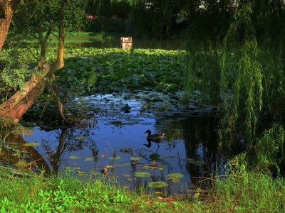 Projekt suzbijanja invazivnih stranih vrsta u Istri