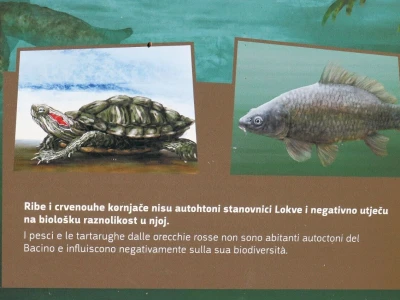 Projekt suzbijanja invazivnih stranih vrsta u Istri