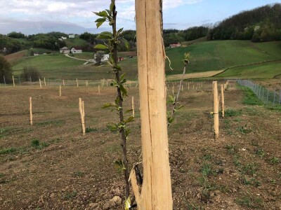 Projektiranje i podizanje voćnjaka