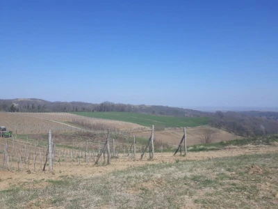 Prolećni poslovi u vinogradima