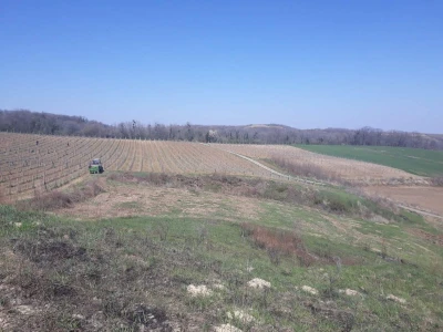 Prolećni poslovi u vinogradima
