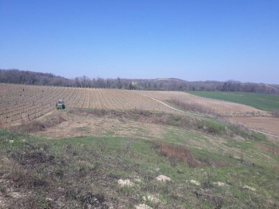 Prolećni poslovi u vinogradima