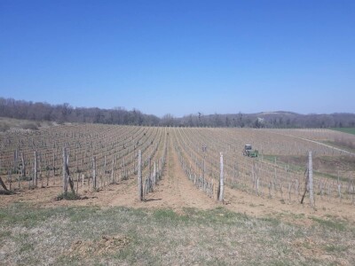 Prolećni poslovi u vinogradima