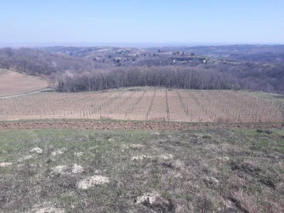 Prolećni poslovi u vinogradima