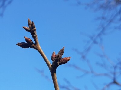 Prolećno bubrenje pupoljaka