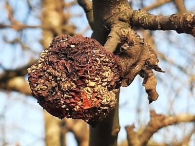 Prolećno bubrenje pupoljaka