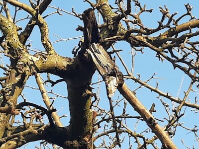 Prolećno bubrenje pupoljaka