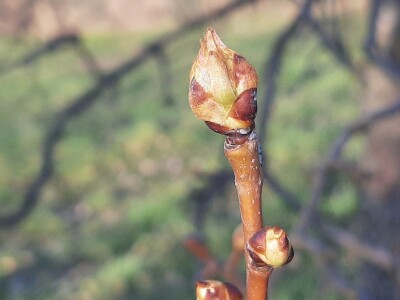 Prolećno bubrenje pupoljaka