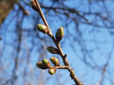 Prolećno bubrenje pupoljaka
