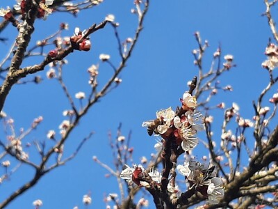 Prolećno bubrenje pupoljaka