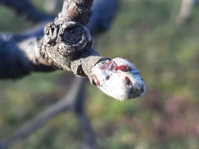 Prolećno bubrenje pupoljaka