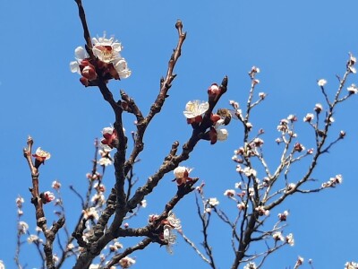 Prolećno bubrenje pupoljaka