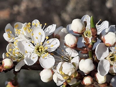 Prolećno bubrenje pupoljaka