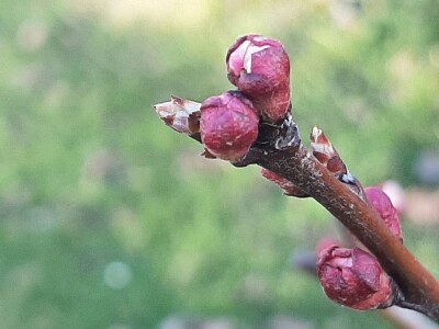 Prolećno bubrenje pupoljaka