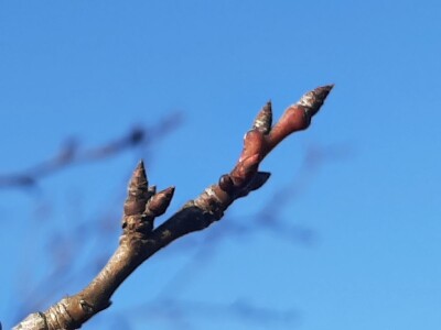 Prolećno bubrenje pupoljaka