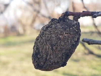 Prolećno bubrenje pupoljaka