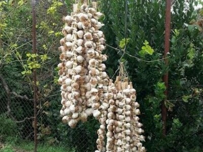 Prolićev eko-češnjak