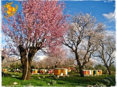 Proljeće - košnice u rascvjetalom voćnjaku