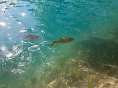 Proljeće na Plitvicama