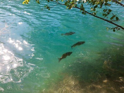 Proljeće na Plitvicama