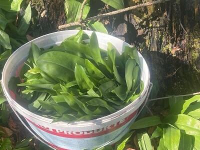 Proljetna berba srijemoša