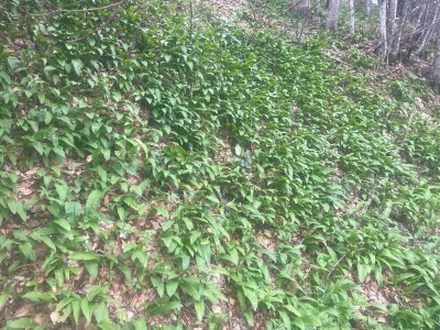 Proljetna berba srijemoša