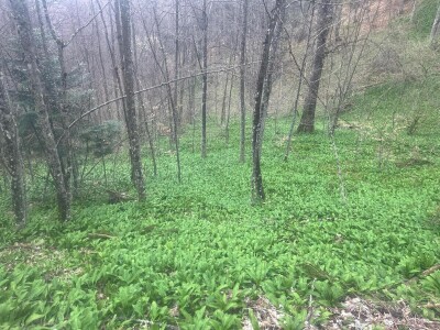 Proljetna berba srijemoša