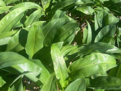 Proljetna berba srijemoša