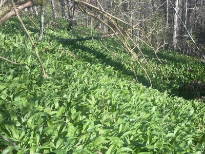 Proljetna berba srijemoša