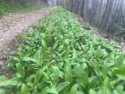 Proljetna berba srijemoša