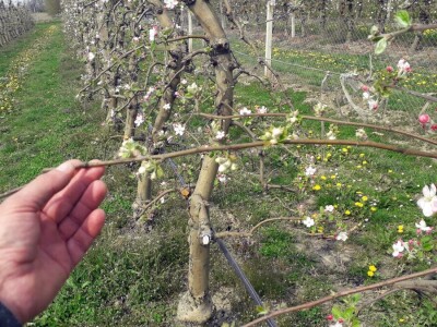 Proljetna gnojidba jabuke dušičnim gnojivima