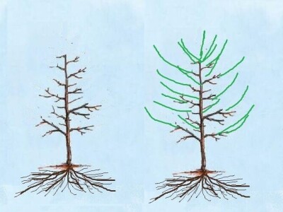 Proljetna gnojidba jabuke dušičnim gnojivima