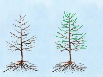 Proljetna gnojidba jabuke dušičnim gnojivima