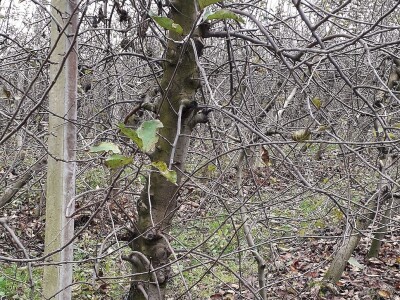 Proljetna gnojidba jabuke dušičnim gnojivima