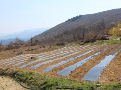 Proljetna sjetva u Konjicu