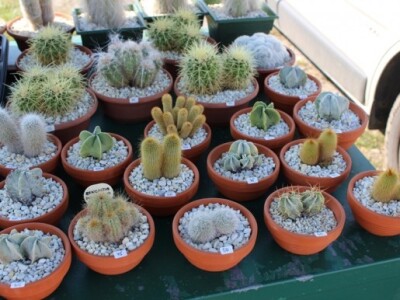 Za ljubitelje kaktusa i sukulenata